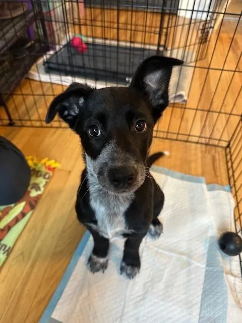 Skye Junior thumbnail 2