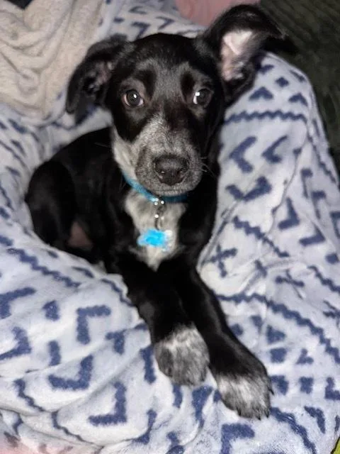 Skye Junior thumbnail 3