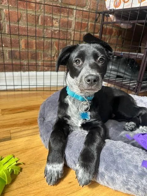 Skye Junior thumbnail 4