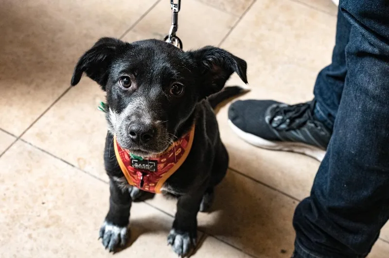 Skye Junior thumbnail 5