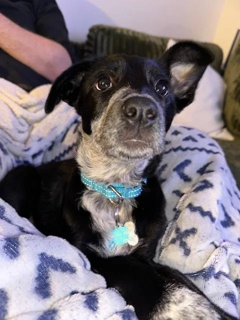 Skye Junior thumbnail 6