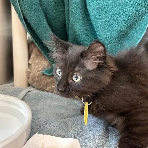 A baby small-sized female Black Domestic Long Hair cat named Sludge for adoption in Springfield, MA