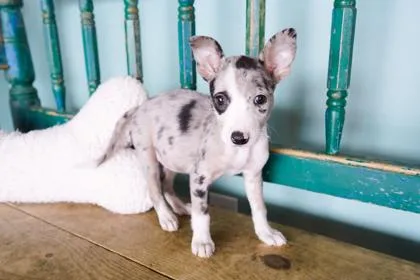 A baby small-sized female Chihuahua dog named Mushroom for adoption in San Antonio, TX