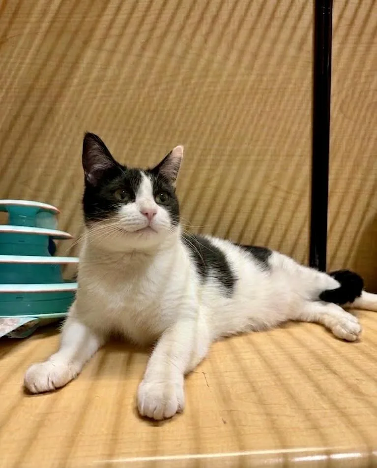 An adult large-sized male Black & White / Tuxedo Domestic Short Hair cat named Brady for adoption in Manhattan Beach, CA