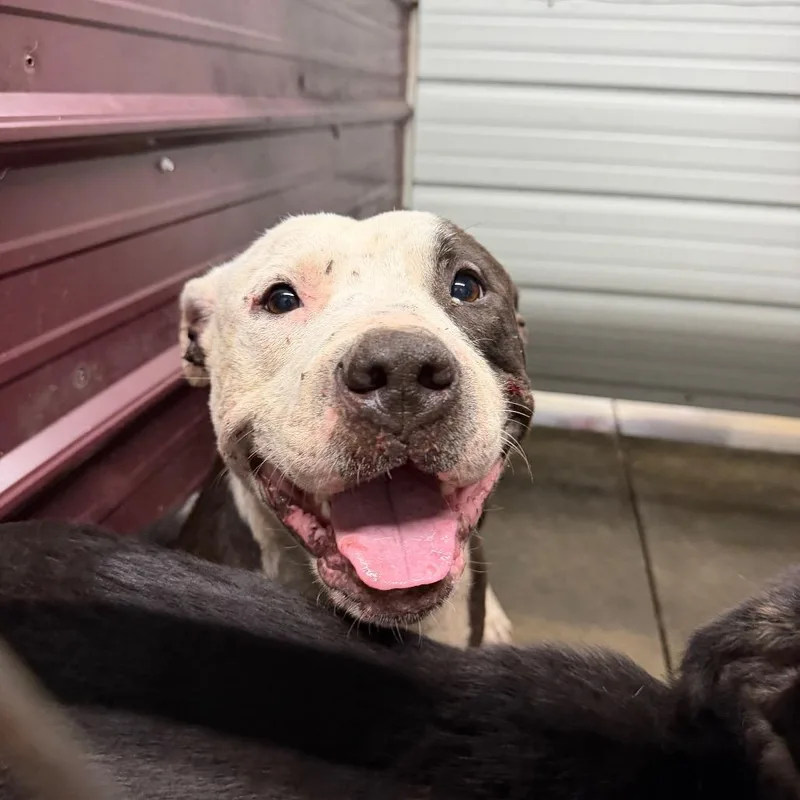 A young large-sized male Pit Bull Terrier dog named Wilmur for adoption in Princeton, KY