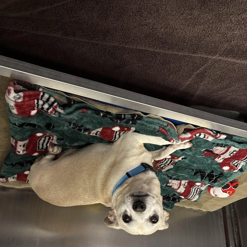 A senior small-sized male Chihuahua dog named Charles Barkley for adoption in Phoenix, AZ