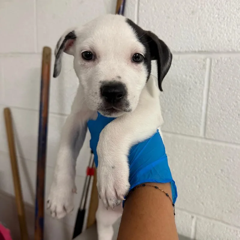 A baby small-sized male White / Cream Pit Bull Terrier dog named Custard for adoption in Edinburg, TX
