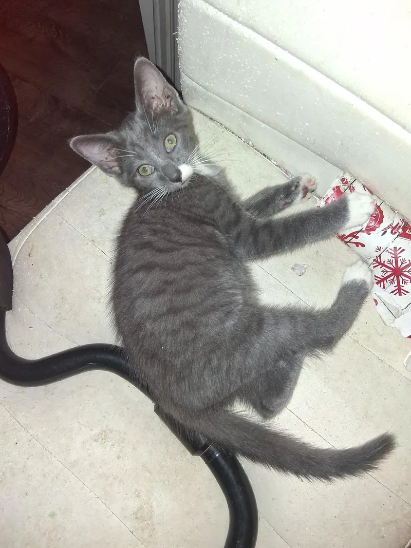 A baby small-sized male Gray & White Domestic Short Hair cat named Storm for adoption in Marlette, MI