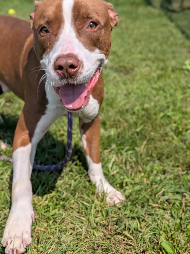 An adult medium-sized male Brown / Chocolate Pit Bull Terrier dog named Breakfast Sausage for adoption in Chicago, IL