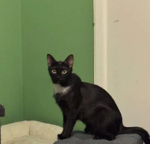 A young medium-sized female Domestic Short Hair cat named Sky for adoption in Mount Royal, NJ