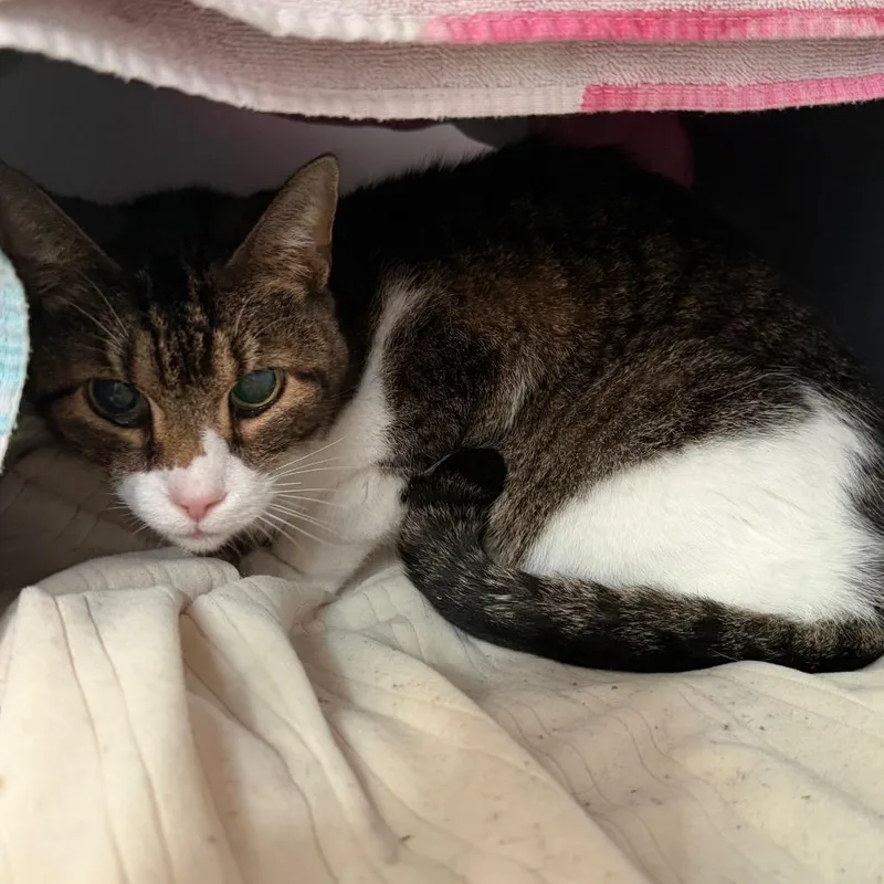 A senior medium-sized female Calico Domestic Short Hair cat named Sweetie for adoption in Chicago, IL