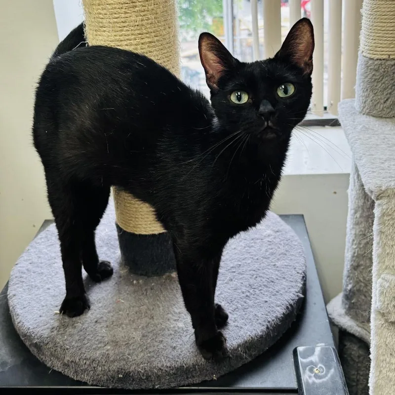 A young medium-sized female Black Domestic Short Hair cat named Sundae for adoption in Houston, TX
