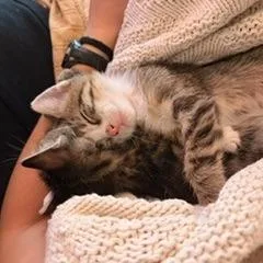 A baby small-sized male Domestic Short Hair cat named Uncle Grandpa for adoption in Austin, TX
