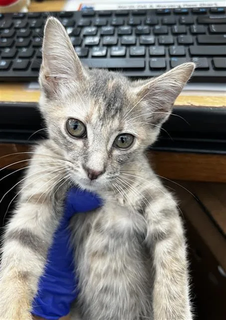 Duchess