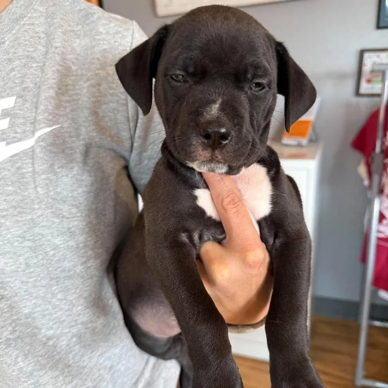 A baby medium-sized female Black Mixed Breed dog named Belle Pepper for adoption in Bend, OR
