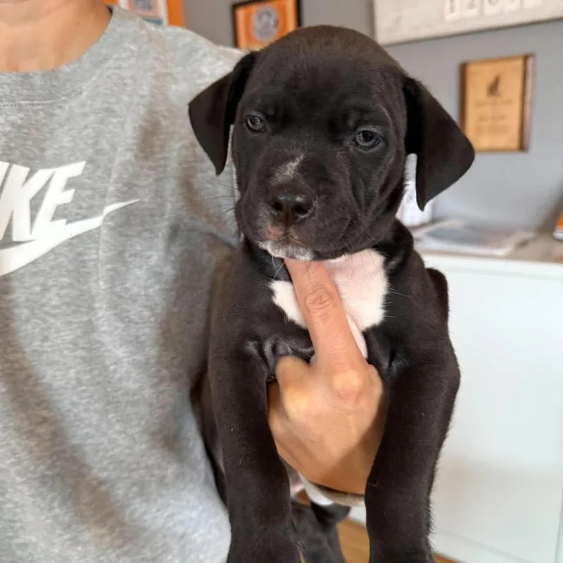 Belle Pepper thumbnail 2