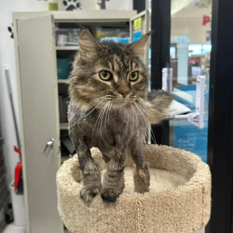 A senior medium-sized female Tabby (Brown / Chocolate) Domestic Long Hair cat named Fancy for adoption in Warr Acres, OK
