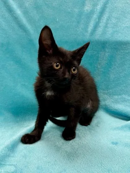 A baby medium-sized female Black Domestic Short Hair cat named Macey for adoption in Midland, MI