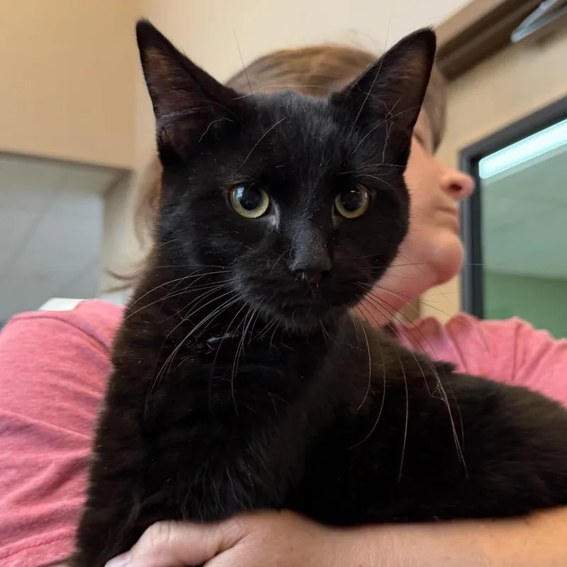A young medium-sized male Black Domestic Short Hair cat named Captain for adoption in Idaho Falls, ID