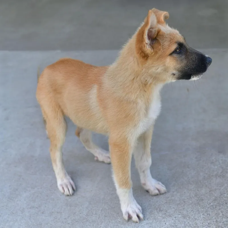 A baby large-sized male Golden Shepherd dog named Mayhem for adoption in Ottawa, KS