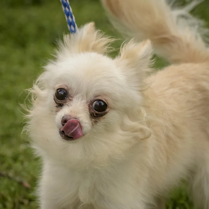 A baby small-sized male White / Cream Chihuahua dog named Carlos for adoption in Lambertville, NJ