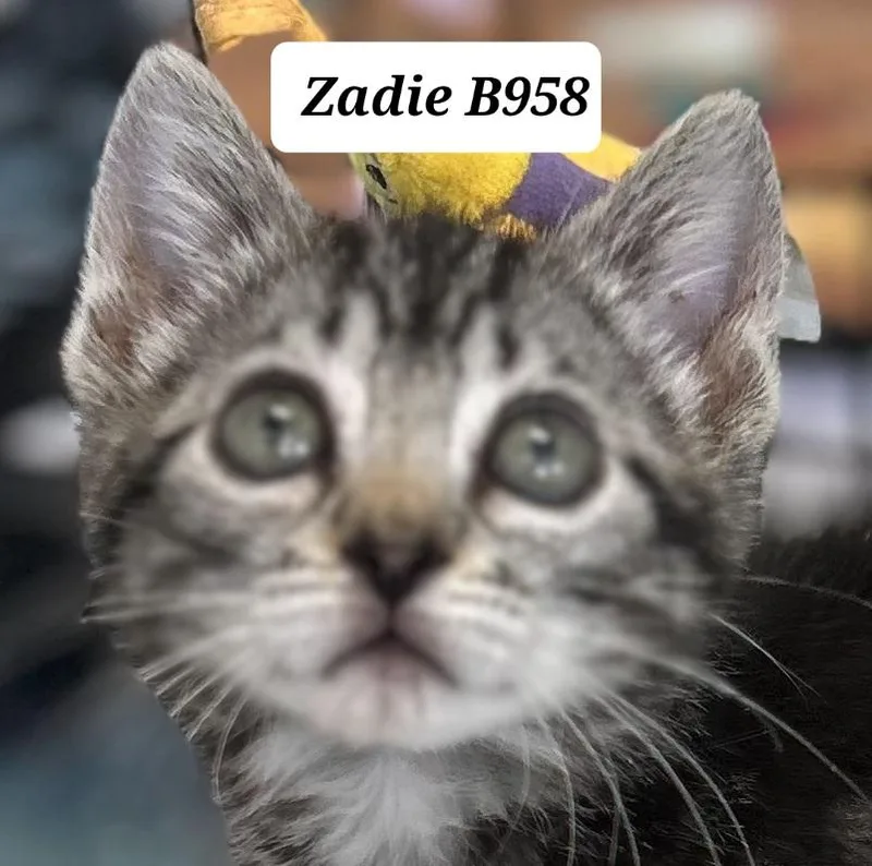 A baby medium-sized female Black Domestic Short Hair cat named Zadie for adoption in Morganton, NC
