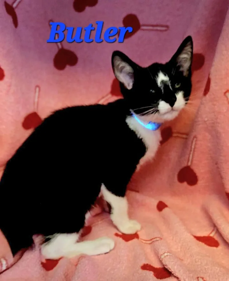 Butler thumbnail 2