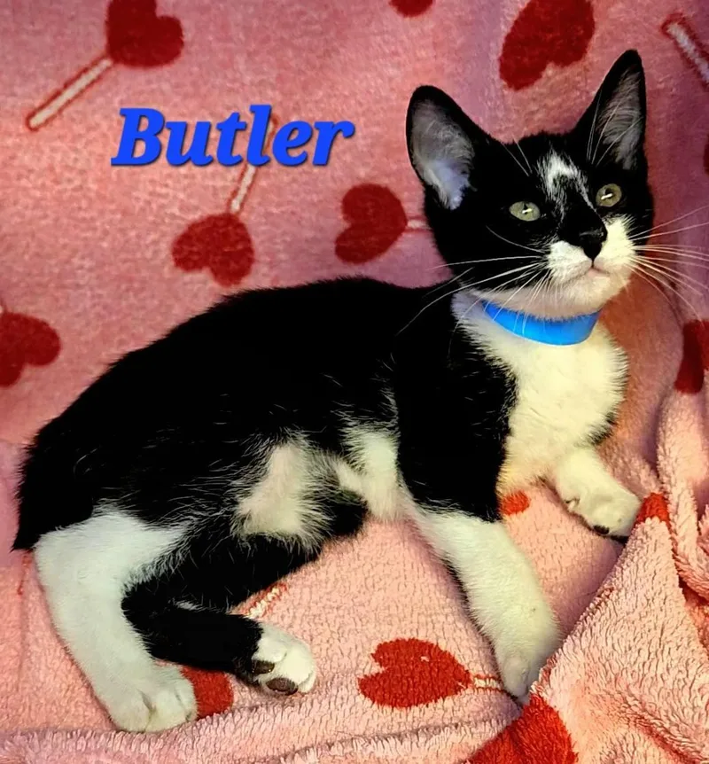 Butler thumbnail 3