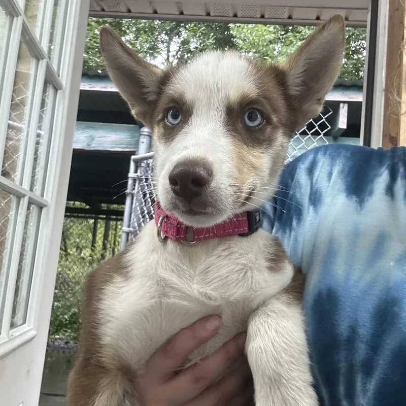A baby small-sized female Brown / Chocolate Husky dog named Sable for adoption in Greenville, PA