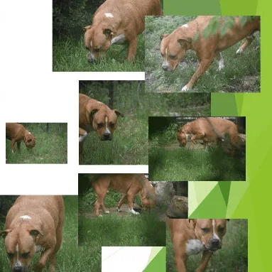 An adult medium-sized male Brindle Pit Bull Terrier dog named Mozart for adoption in Denison, TX