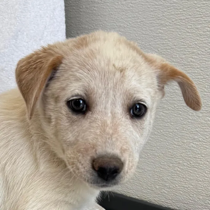 A baby medium-sized female White / Cream Mixed Breed dog named Flora for adoption in Las Cruces, NM