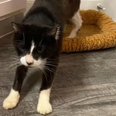 A senior medium-sized male Domestic Medium Hair cat named Big Boy for adoption in Webster, TX