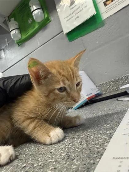A baby small-sized male Domestic Short Hair cat named Mellow for adoption in Largo, FL