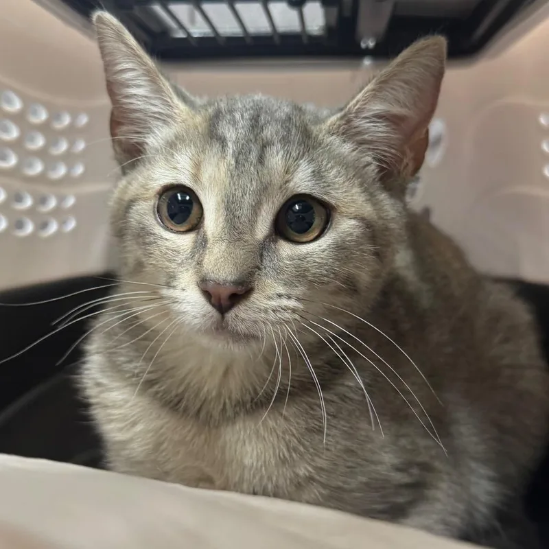 A baby medium-sized female Gray / Blue / Silver Domestic Short Hair cat named Darla for adoption in Hamburg, NY