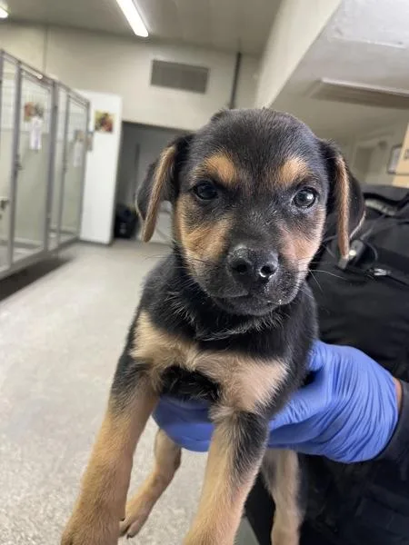 A baby medium-sized female Shepherd dog named Simone for adoption in Victorville, CA