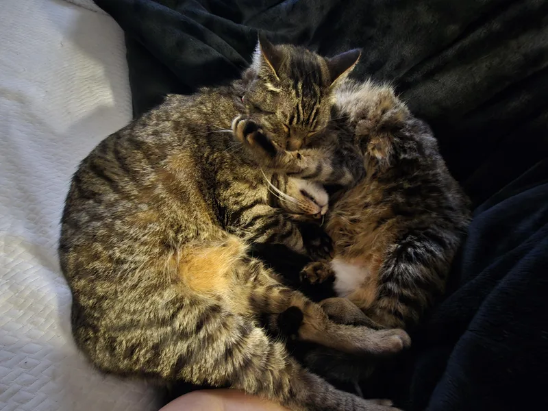 An adult medium-sized male Domestic Short Hair cat named Blake And Blanche for adoption in Denver, CO