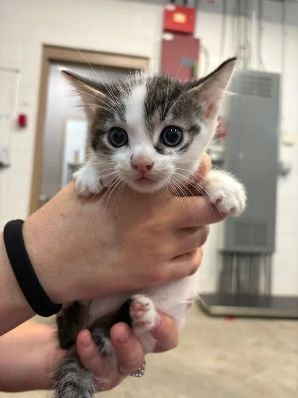 A young medium-sized male Domestic Short Hair cat named Quinoa for adoption in Saint Charles, MO