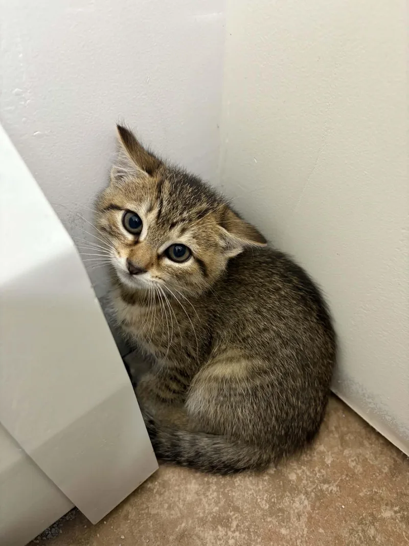 A baby medium-sized female Tabby (Buff / Tan / Fawn) Tabby cat named Aayla for adoption in Kenhorst, PA