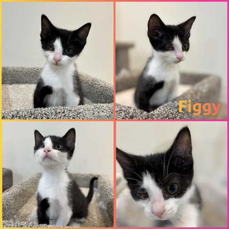 A baby small-sized female Black & White / Tuxedo Domestic Short Hair cat named Figgy for adoption in Louisville, KY