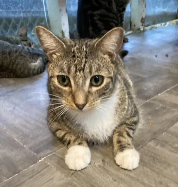 An adult large-sized male Tabby (Leopard / Spotted) Domestic Short Hair cat named Aiden for adoption in Huntington, NY