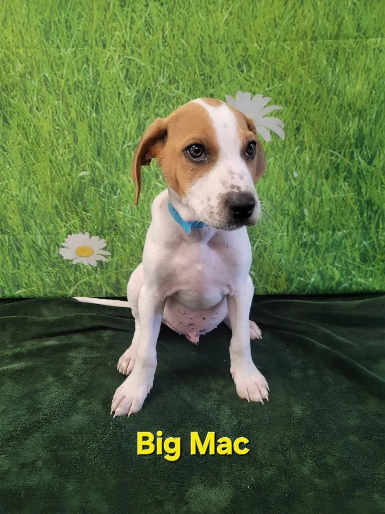 Big Mac