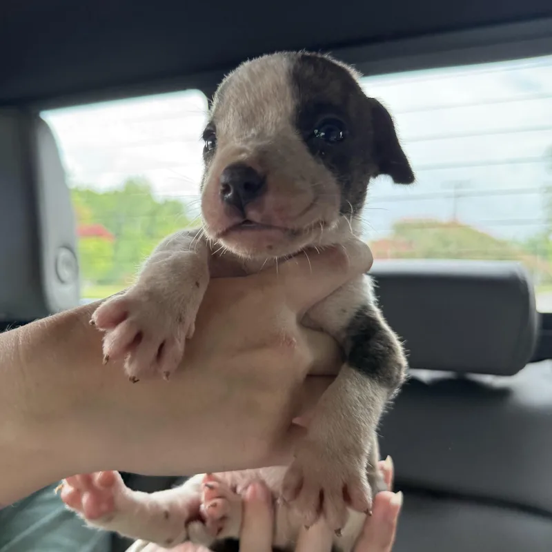 A baby medium-sized male Brindle Pit Bull Terrier dog named Yeah Buoy for adoption in Columbia, SC