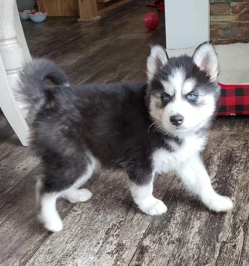 A young small-sized female Siberian Husky dog named Molly for adoption in Lakeland, GA