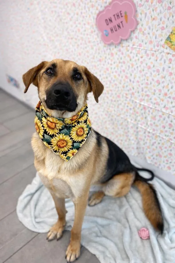 An adult large-sized male German Shepherd Dog dog named Milo for adoption in Lafayette, LA