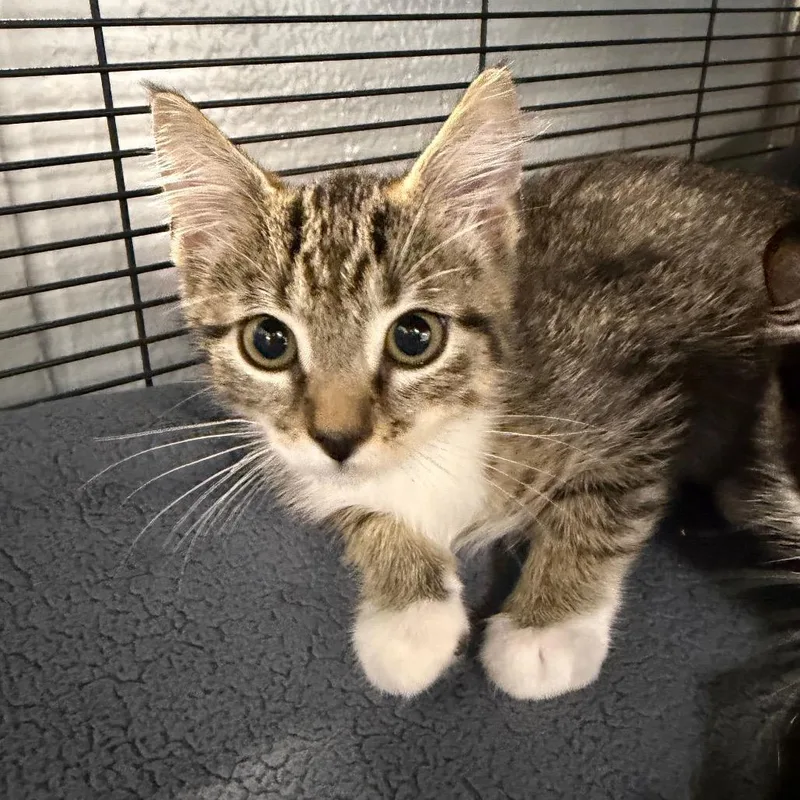 A baby small-sized male Brown / Chocolate Domestic Short Hair cat named Muscat for adoption in Hampton Bays, NY