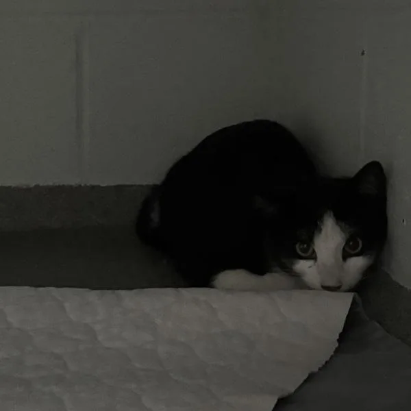 A young medium-sized male Domestic Short Hair cat named Big Mac for adoption in Des Moines, IA