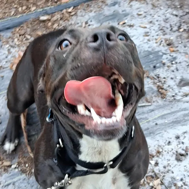 An adult large-sized female Black Mixed Breed dog named Chiquita for adoption in West Palm Beach, FL