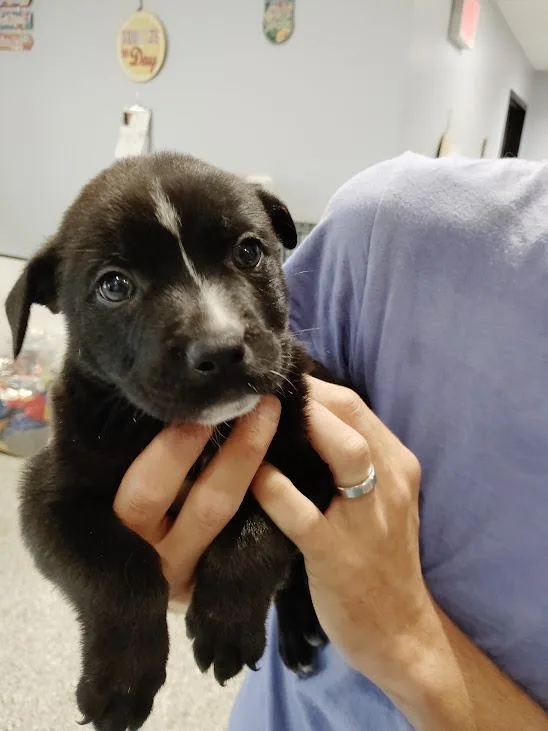 A baby medium-sized male Pit Bull Terrier dog named Mohawk for adoption in Republic, MO