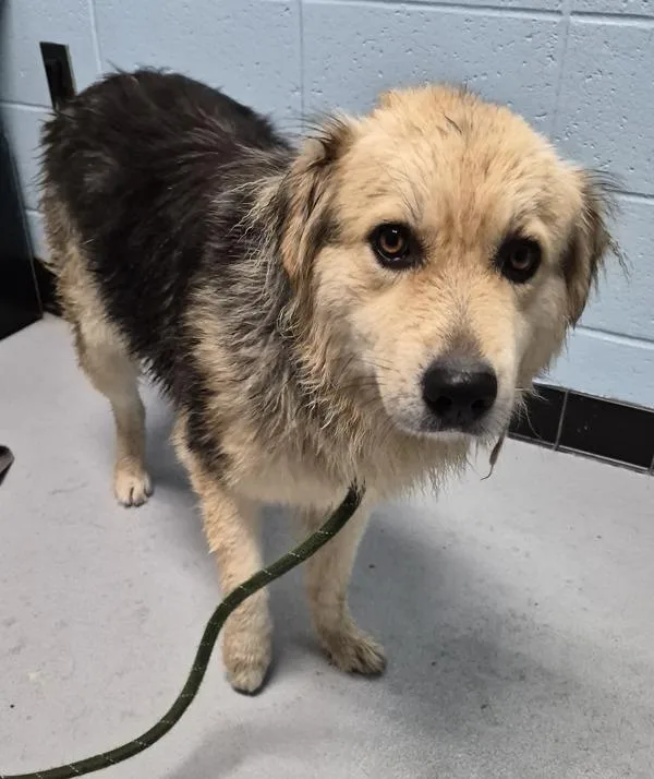 A young large-sized female Shepherd dog named Pen  Fiona for adoption in Lawrenceville, GA