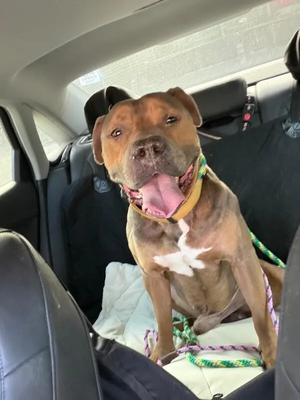 An adult large-sized male Brown / Chocolate Mixed Breed dog named Bronze for adoption in Cincinnati, OH